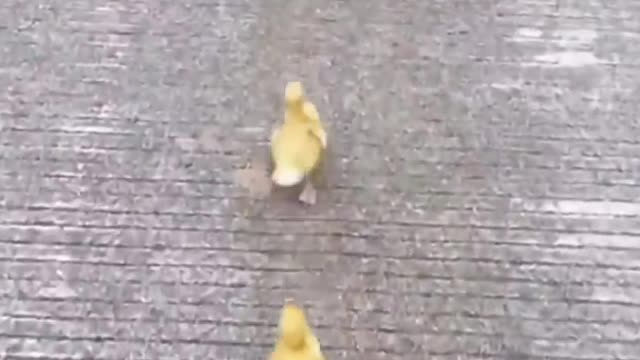 Cute puppy and ducklings race