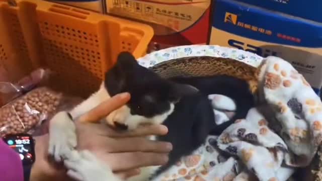 The kitten has a chevron-shaped mouth under its nose