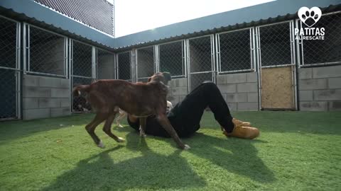 RESCATANDO A PERRITOS QUE NADIE QUIERE