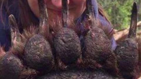 biggest grizzly bear paws ever