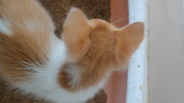 🐱🐱🐱🐱🐱🐱