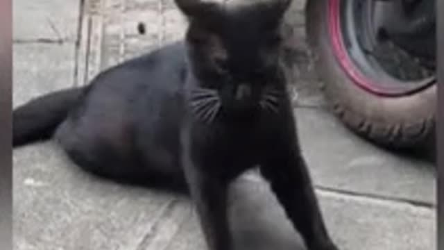 watch the story Midnight the story of the cheating black cat