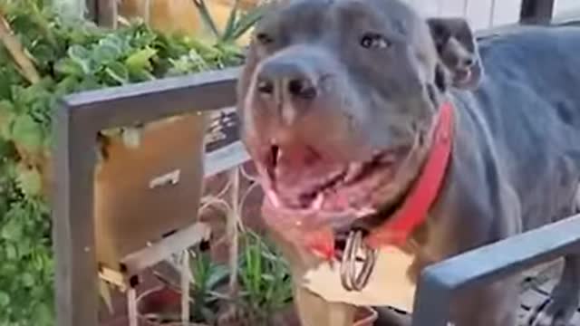 Cute shots of dogs helping their humans workout
