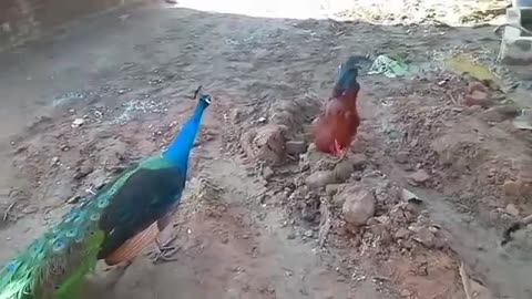 Amazing birds and fight wildlife