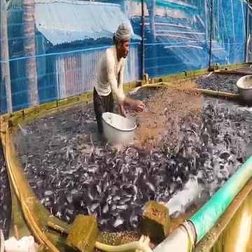 Fish farming, time to feed the fish
