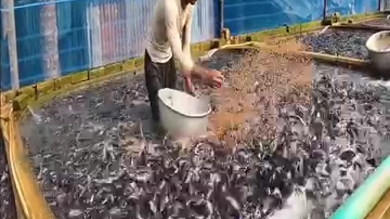 Fish farming, time to feed the fish