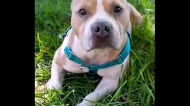 funny dog - short video