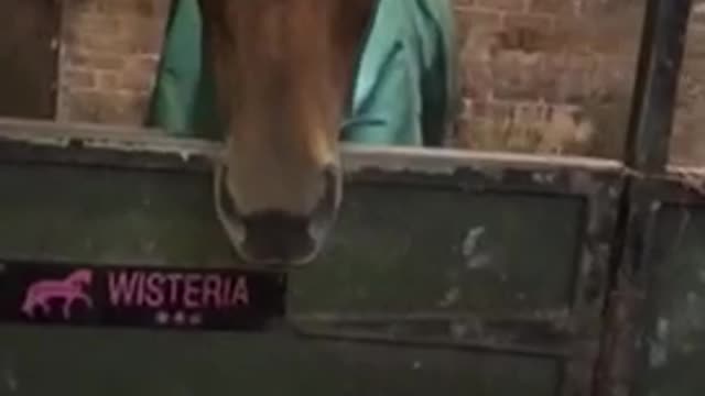 Brown horse with white patch shows teeth in stable