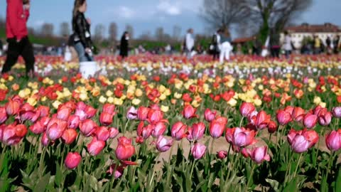 People Visiting Tulip farm | Tulip Flower