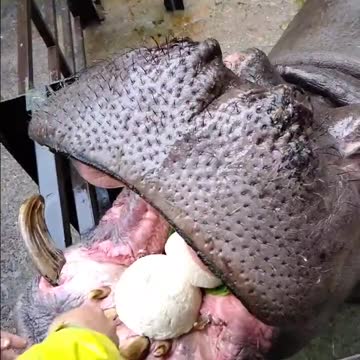 Vegetable Cake for the Hippo