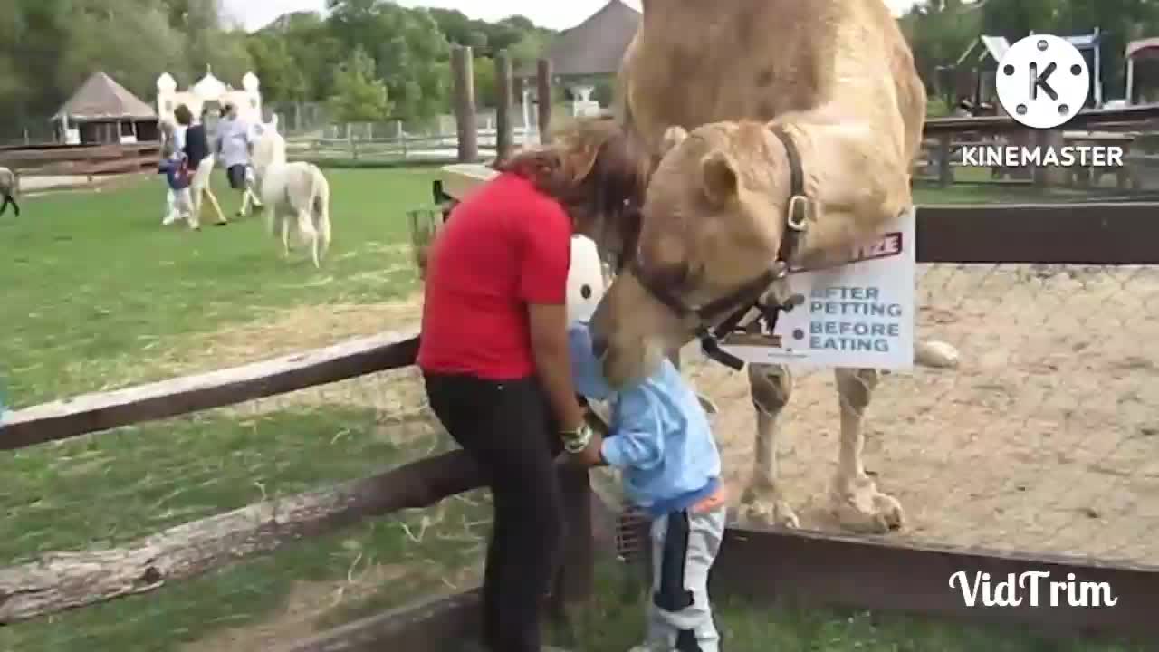 FUNNY BABIES AT THE zoo,🤩