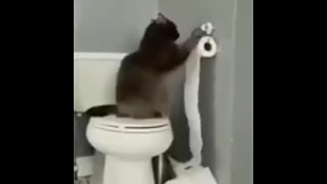 Cat in washroom using tissues