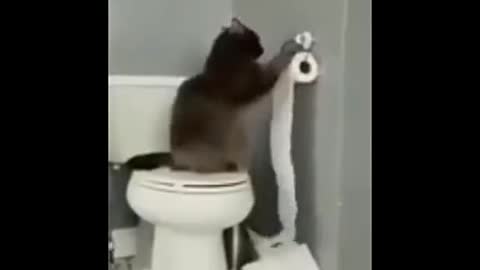 Cat in washroom using tissues