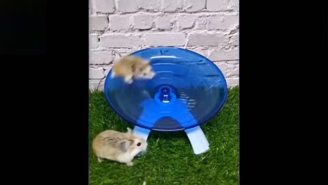 cute and funny baby animals video compliation