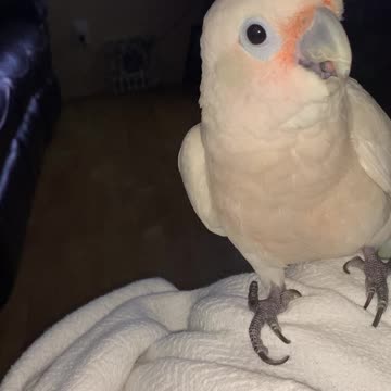 Bean waves for almond