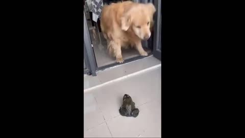 Funniest Cats And Dogs Videos 😁 - Best Funny Animal Videos 2024 🥰#4
