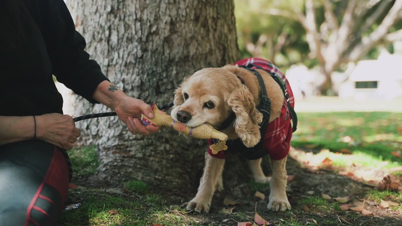 Animal best funny dog