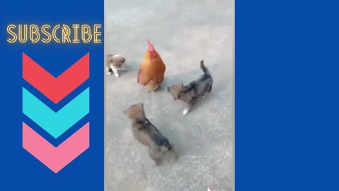 Puppies vs Chicken