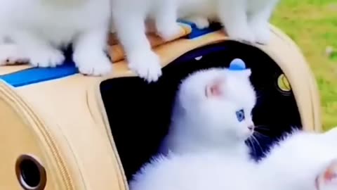 Cute dog baby video