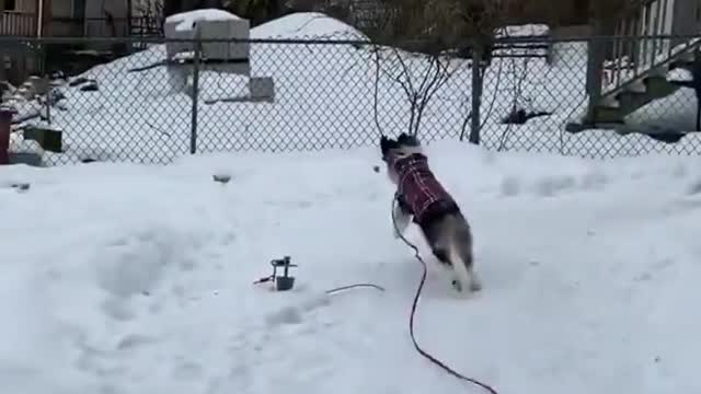 Smart dog video