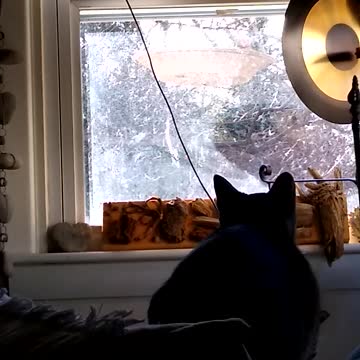 Luna "bird" watching.
