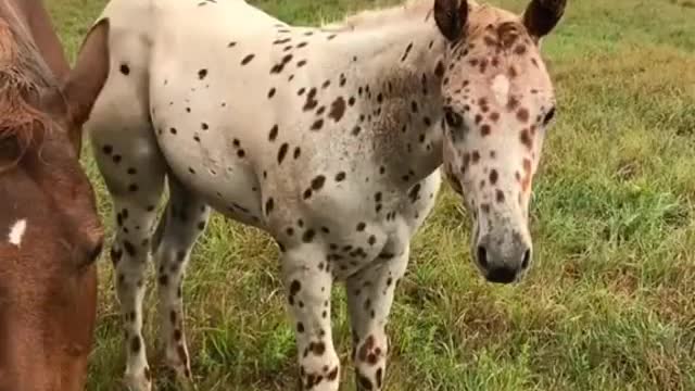 So beautiful 😍 Who knows what breed?!🤔