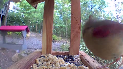 Mrs Cardinal up close