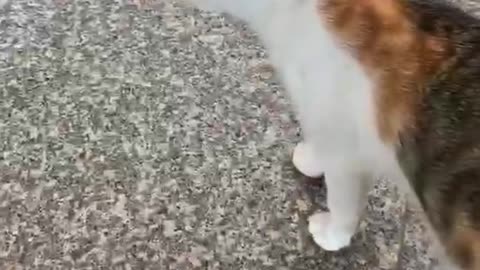 copycat