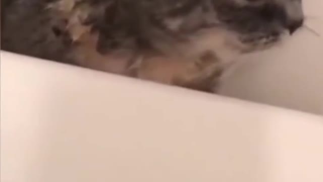 Hilarious But Adorable Short Video | Did This Cat Just Say "I'm Cold"?