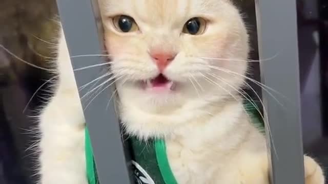 So cute | Adorable cat