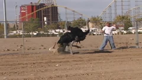 FUNNY OSTRICH RACE, TEACHING PARROT SKATEBOARDING, CAMEL RACE, FUN, NEVADA USA. TRAVEL FUN.