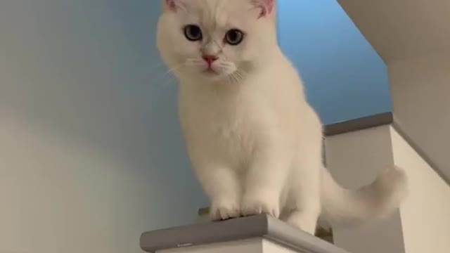 Funny cats beautiful sound meaoooo