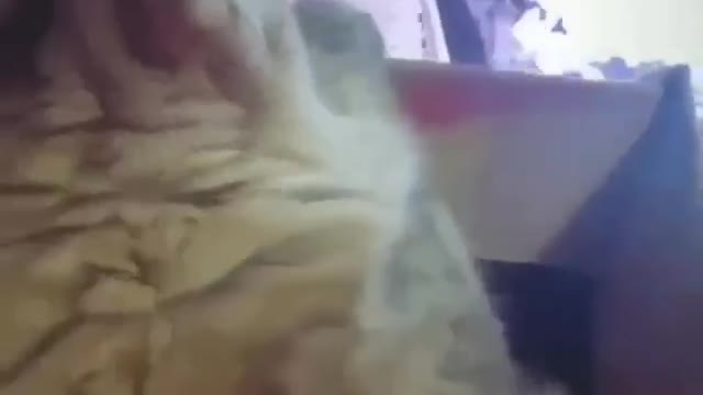 fluffy cat plays roller coaster at home