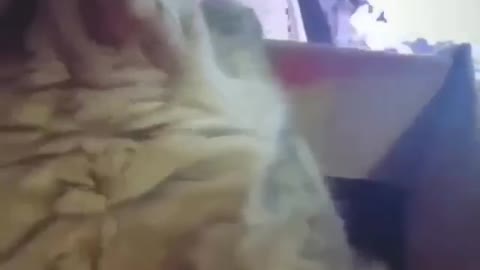 fluffy cat plays roller coaster at home