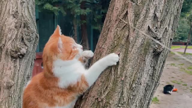 cat's nature