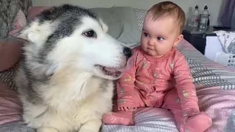 Scared Baby Refuses To Sleep In Her BIG Bed Without Her Husky!!