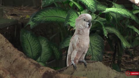 Beautiful Birds Nature and Wildlife