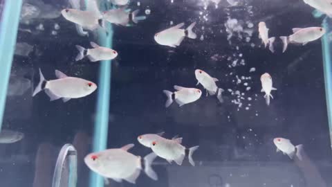 Look at this silver little dot, with a cluster of red on its head