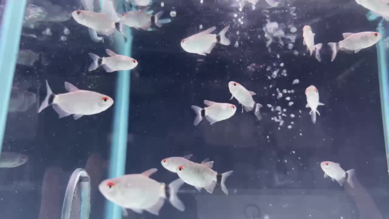 Look at this silver little dot, with a cluster of red on its head