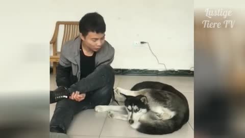 Funny Cats and Dogs Compilation #17
