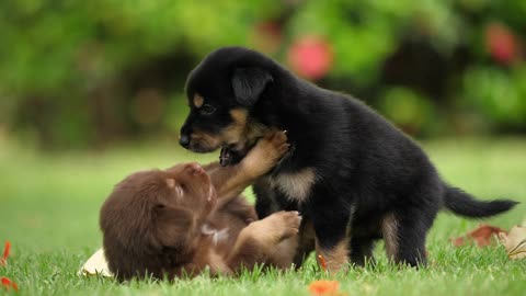 Little cute dogs playing on green park