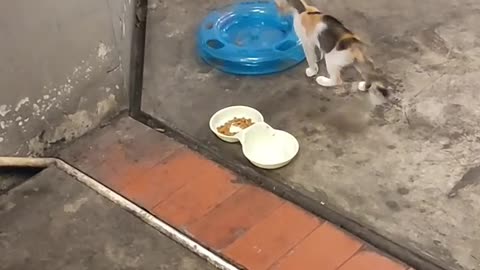 Funny Cat Video On Internet #14