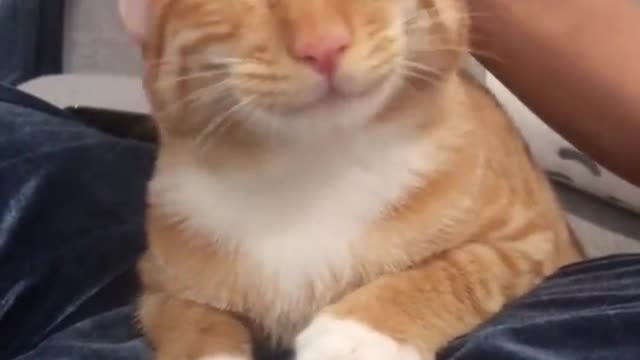 It's nice to have a cute cat