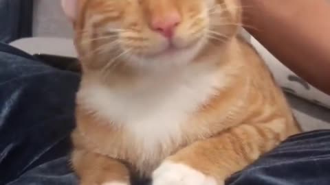 It's nice to have a cute cat