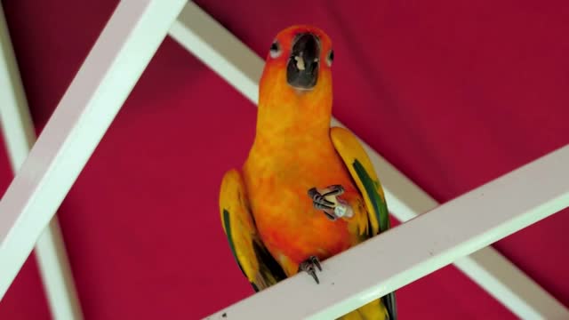 Beautiful colorful sun conure bird Aratinga solstitialis parrot is eating an apple slice