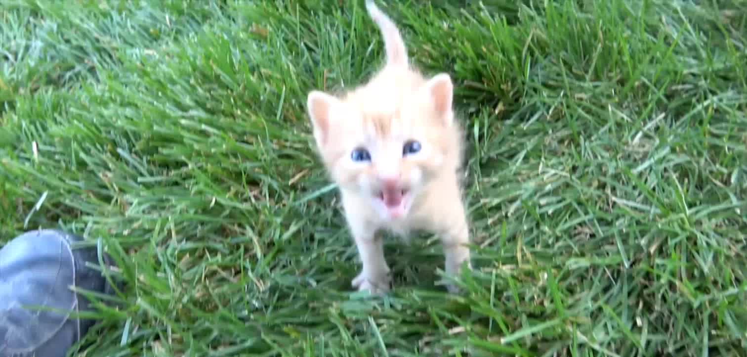 Curious kitten climbs up on me