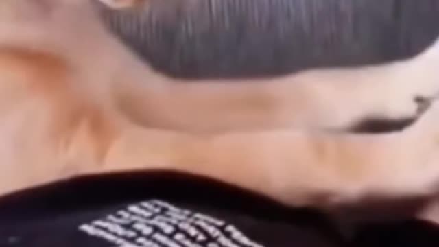 funny pet