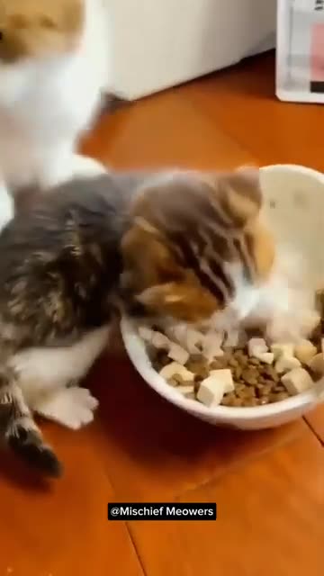 OMG Pet Craziness Hilarious!