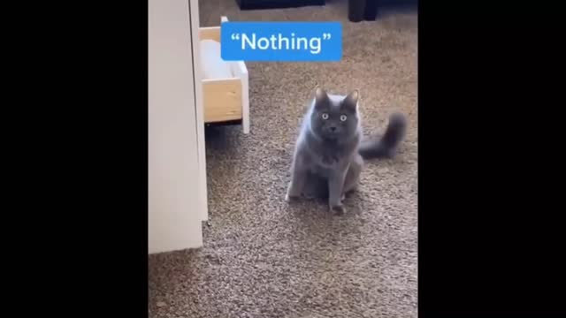 Funniest Cats 😹 - Don't try to hold back Laughter 😂 - Funny Cats Life #9