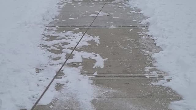 Dog wearing boots for first time